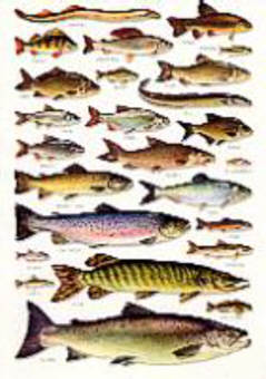 books guides on european freshwater fish and fishes australian freshwater fish chart